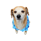 Polera Mascota FreshFit Hawy