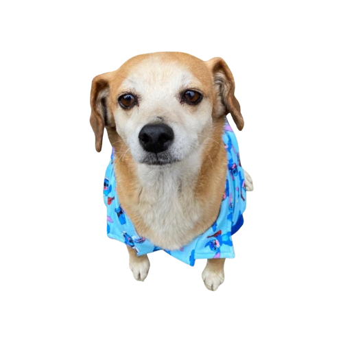 Polera Mascota FreshFit Hawy